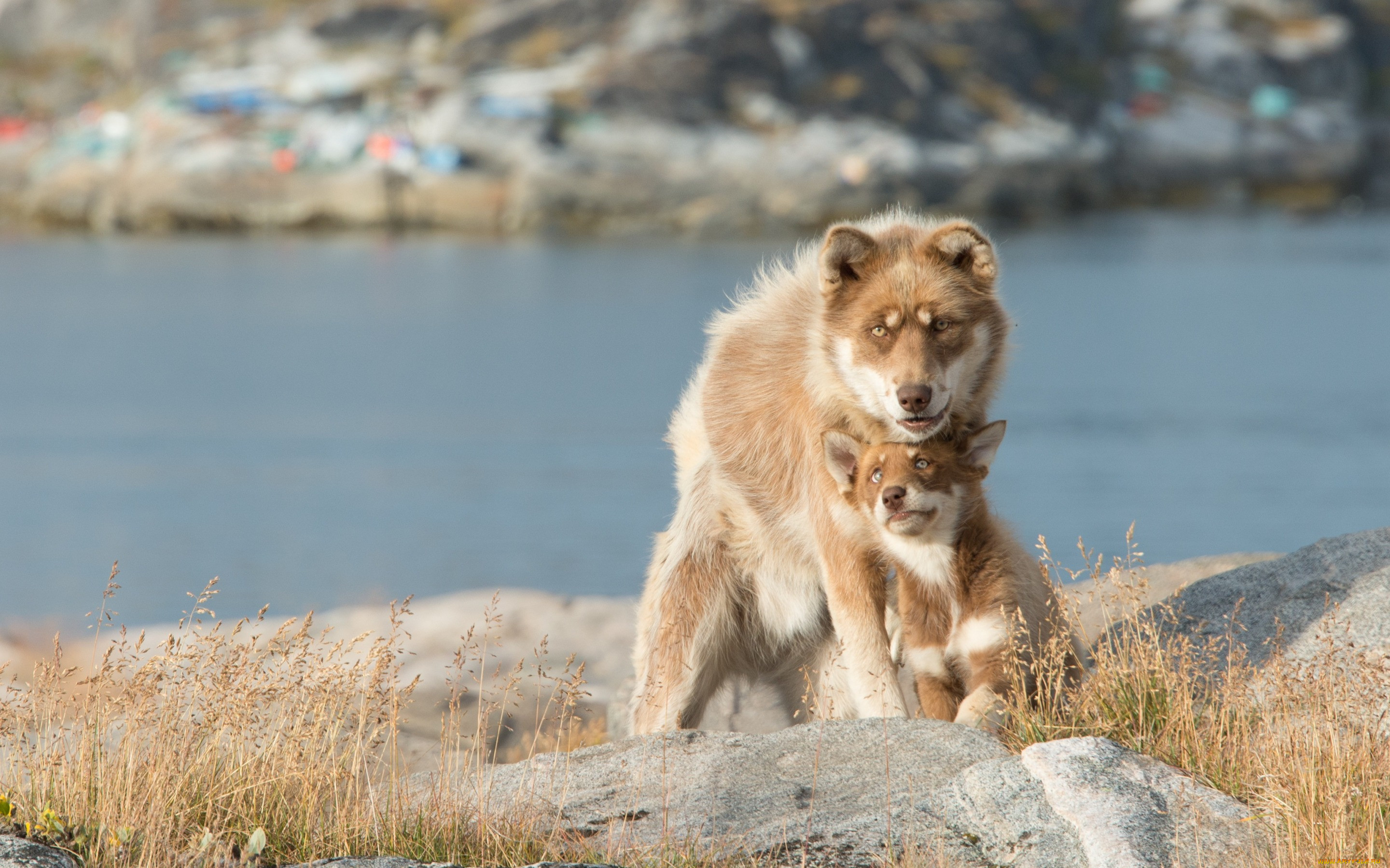 , , bokeh, lake, dog, puppy